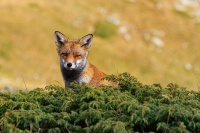 Liska obecna - Vulpes vulpes - Red Fox 2110